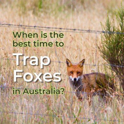 When Is the Best Time to Trap Foxes in Australia?