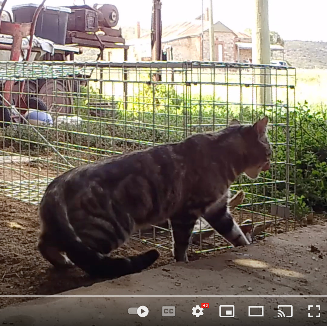 Watch a farmer catching a large feral cat using a wire cage trap by Abacon Products (Chain.com.au) in Australia.