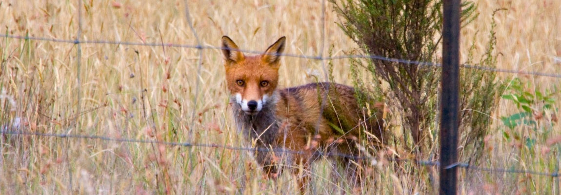 Fox Trapping