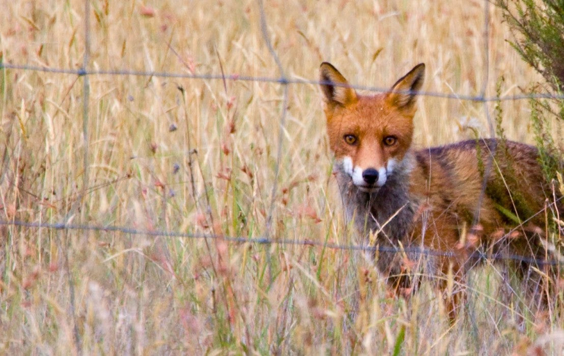 Fox Trapping