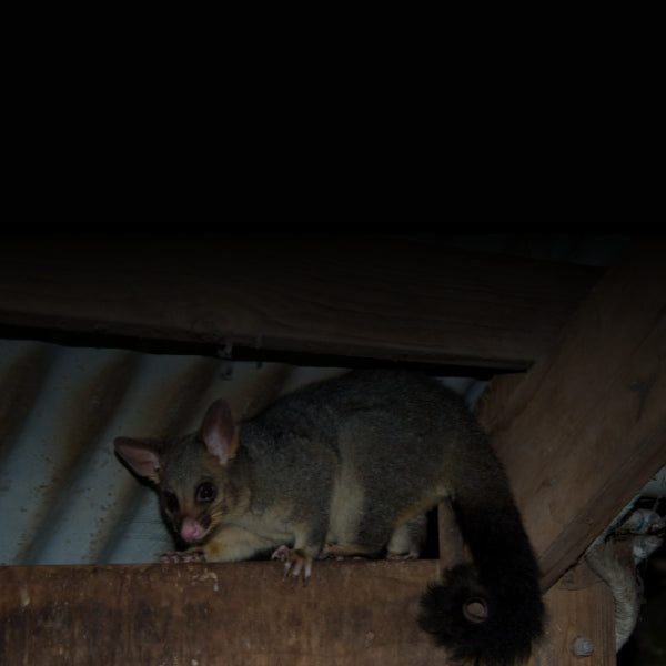 Set Up a Possum Trap